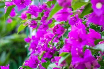 Purple bougainvillea flowers and green leaves closeup