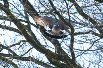 a pigeon flies and sits in the trees to look  for food for the little ones