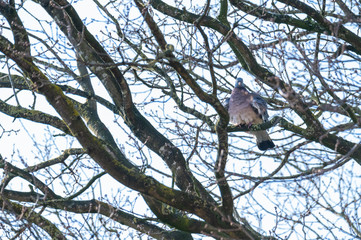 a pigeon flies and sits in the trees to look  for food for the little ones