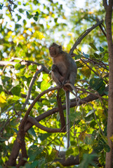 Le singe en asie