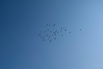 flock of birds flying in the sky