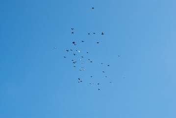 flock of birds flying in the sky