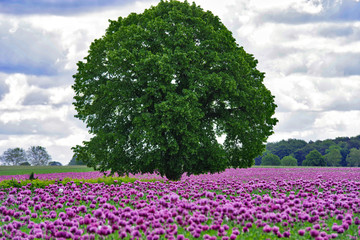 Baum im Mohnfeld 