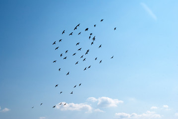 flock of birds flying in the sky