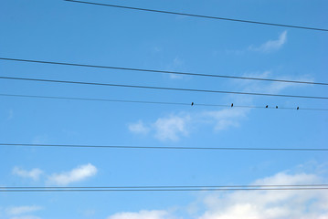 birds on wire