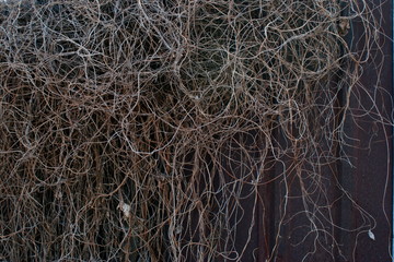 Background of dry grass