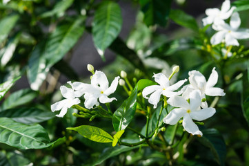 White jasmine flower with green leaves closeup