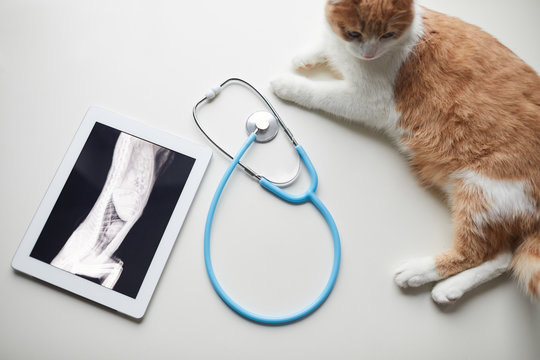High angle view of cat lying near the tablet pc with x-ray image and stethoscope in vet clinic