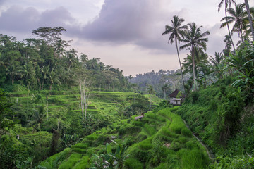 Fototapeta na wymiar Sunset over Rice Terraces in Bali Indonesia