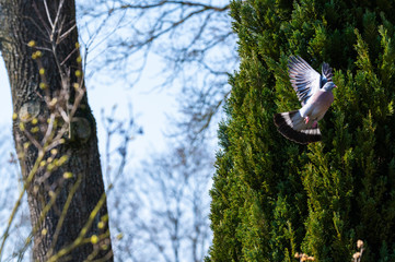 a pigeon flies and sits in the trees to look  for food for the little ones