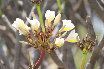 White flowers on the tree