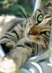 Lazy cat © Beata