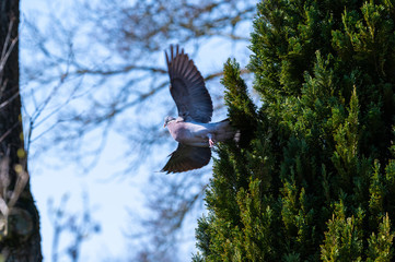 a pigeon flies and sits in the trees to look  for food for the little ones