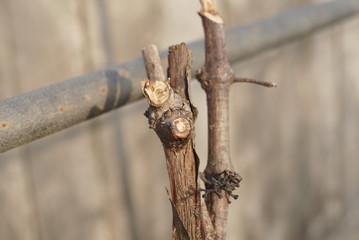 cut off branch of grapes in spring