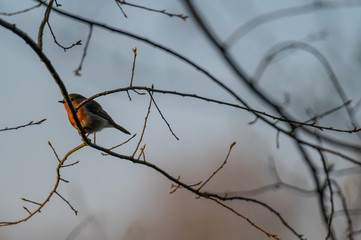 small songbirds sit in  the trees and enjoy the warm sun