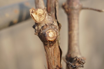 cut off branch of grapes in spring