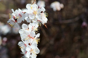 flowers in spring