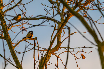 small songbirds sit in  the trees and enjoy the warm sun