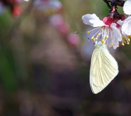 butterfly on a flower