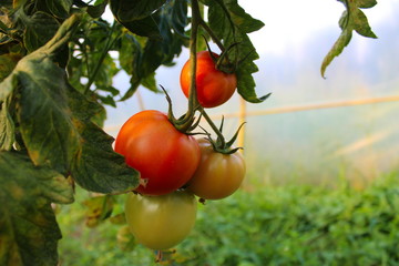 Tomatoes on a vine with a leaf in a greenhouse.