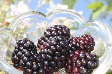 Brombeeren in einer Glasschüssel