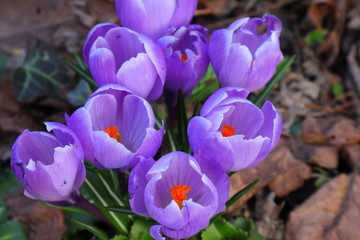 Krokus Fr&uuml;hling, Lila
