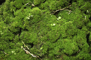 Beautiful Bright Green moss grown up cover the rough stones and on the floor in the forest. Show with macro view. Rocks full of the moss texture in nature for wallpaper. soft focus. top view