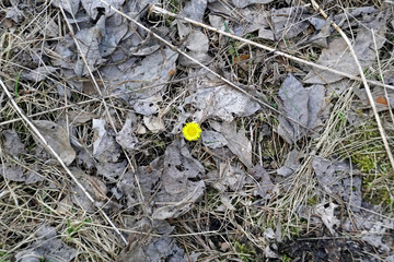Yellow flower among last year's foliage. Early spring . Primrose