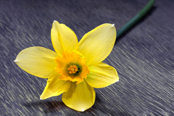 Fototapeta na wymiar Yellow daffodil flower (narcissus) on old wooden table. Beautiful bright daffodil flower