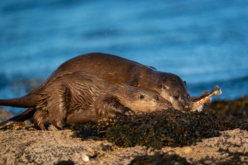Close up of European Otter  (Lutra lutra) mother and cub with mother holding a fish