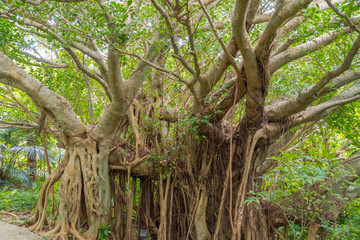Fototapeta premium Tree of Life, Amazing Banyan Tree in the fog. Morning landscape. Abstract blur and Soft Focus