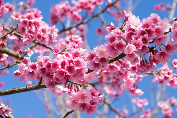 Closeup of Wild Himalayan Cherry (Prunus cerasoides) or thai sakura flower