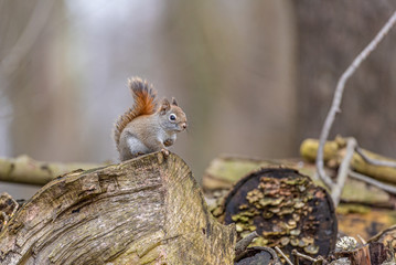 Cute squirrel with big eyes and bushy tail sitting on pile of logs in forest
