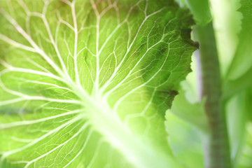 Green lust lettuce nerve close up