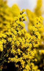 Elegant artistic closeup inflorescence of Solidago flower also known as goldenrods.