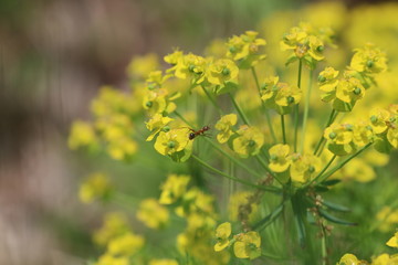 Ant on flowers 