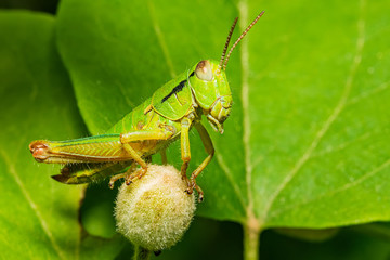 Grashopper on flower in nature