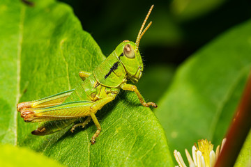 Grasshopper on leaf in nature