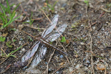 Dragonfly 