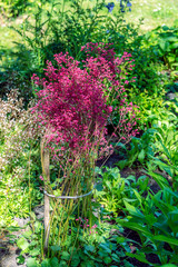 Heuchera sanguinea on the flower bed in the garden