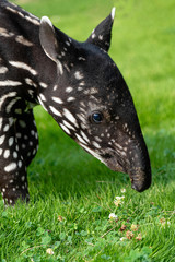 バクの赤ちゃん