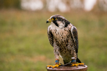 The concept of falconry. Beautiful Falcon on a perch