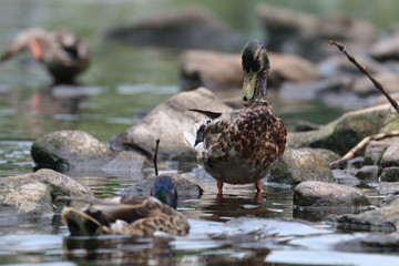 Duck in water 