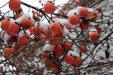 Persimmon fruits on winter tree