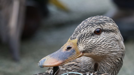 Mallard 