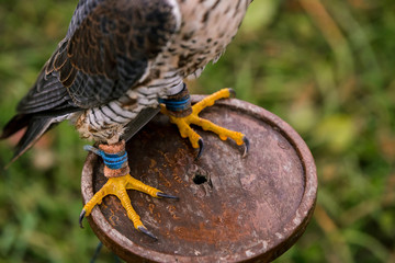 The concept of falconry. Beautiful Falcon paws close-up on a perch
