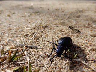 black beetle