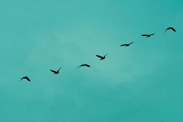 Flock of Canadian Geese in flight, viewed from underneath