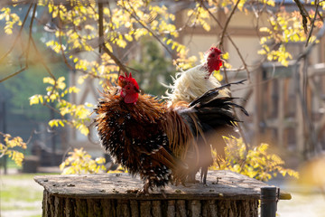 Ornamental cock with colored feathers