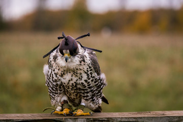 The concept of falconry. Head cap, hood. Beautiful Falcon on a perch